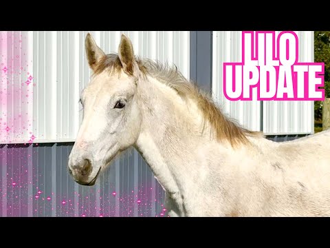 This Filly Isn’t The Same Anymore…Things Have Changed