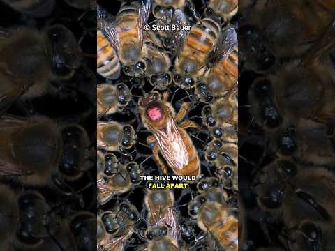 What Happens When A Queen Bee Dies?