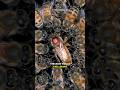 What Happens When A Queen Bee Dies?