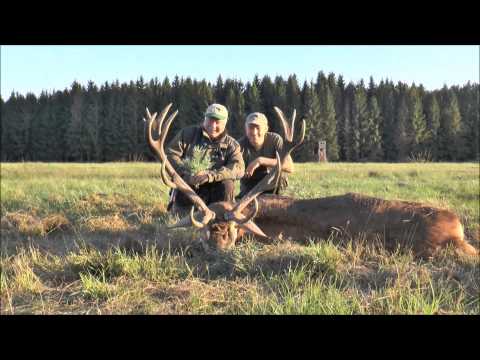 Rutting season at the game plot and mature stag killed Part I