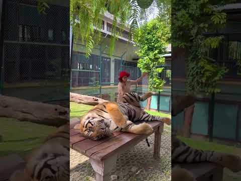 ريل كارولين مارليني مع الاسدترند تركضلي \علاقة ال TOXIC يلي بحبها 😅🐅 !2026