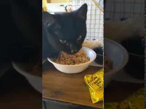 Frankie likes it! - Our cat eats Cheerios!?! - YouTube