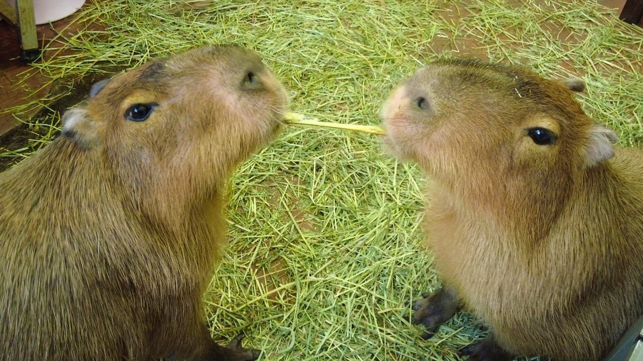 Immerse yourself in the captivating world of Capybara Land!