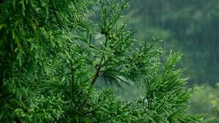 Chuva Tranquila sem Trovão 🌙 Sons Calmantes da Natureza para Sono Profundo