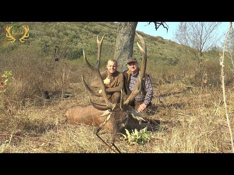 Alter starker Hirsch erlegt - Hirschbrunft in Bulgarien!