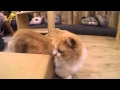 A Visit to a Cat Cafe (Meomi Cafe) - YouTube
