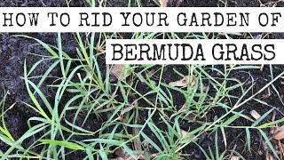 4 methods to remove Bermuda Grass from your garden!