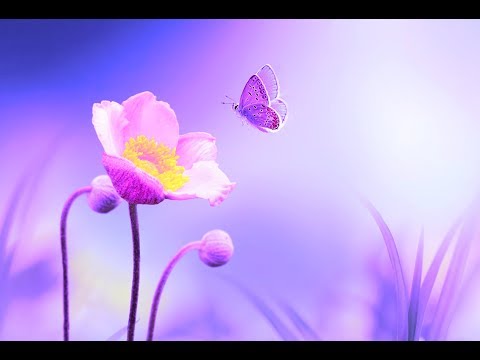 Positive Energy Cleanse 528Hz Music | Deep Healing Miracle Tone | Enhance Self Love | Calming Music