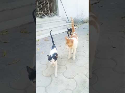 Cat Family Cubs | Abbas |