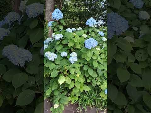 アジサイを元気にするにはどうすればいいですか？元気を出すための4つのヒント  庭園