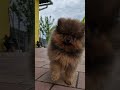 Pomerano cachorro en venta