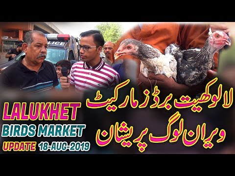 Lalukhet Sunday Birds Market Latest Updates 18-8-2019 Jamshed Asmi Informative Channel Video