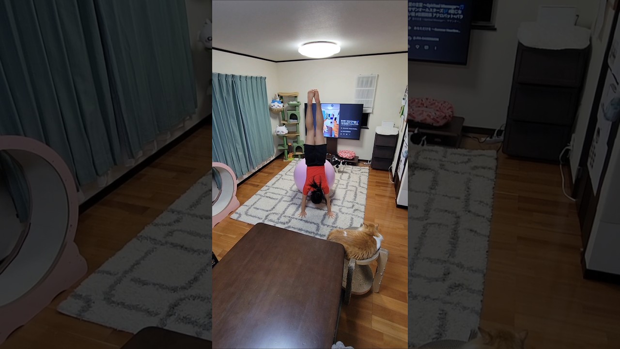 Familie🎵 Mrs. GREEN APPLE🎶 #動じない猫 #信頼関係 アクロバット×バランスボール 頭の中で楽曲を想像&表現🧏‍♀️ #ミセス特集