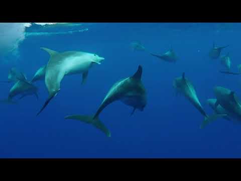 Reef N Beyond Eco Tours