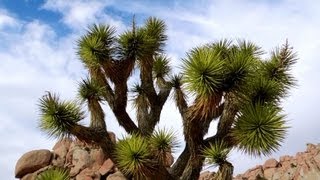 Joshua Tree, Yucca brevifolia, Palm Desert, California