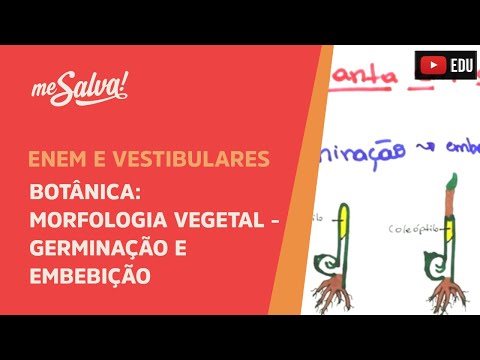 Me Salva! BOT36 - Botânica - Morfologia vegetal: germinação e embebição