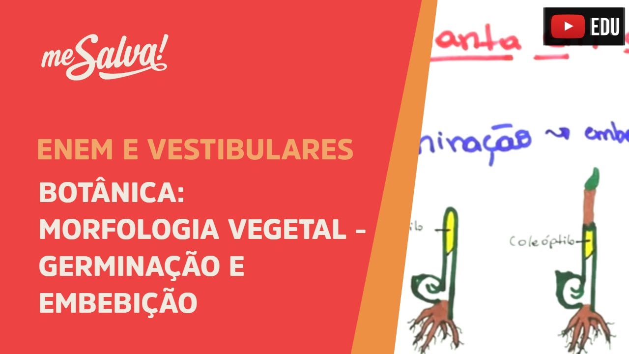 Me Salva! BOT36 - Botânica - Morfologia vegetal: germinação e embebição