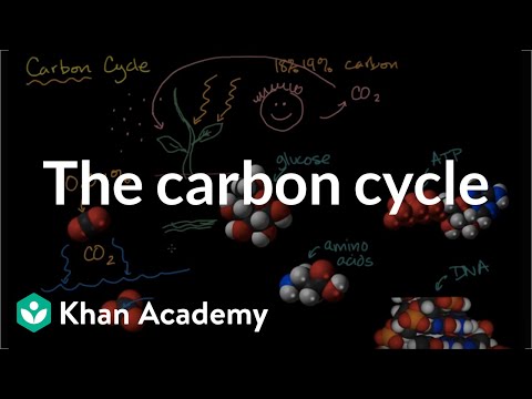 The carbon cycle | The flow of energy and matter | High school biology | Khan Academy