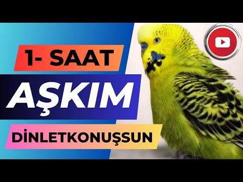 Aşkım 1-Saat | dinlet konuşsun | Konuşan muhabbet kuşu Fıstık | Muhabbet kuşu sesi