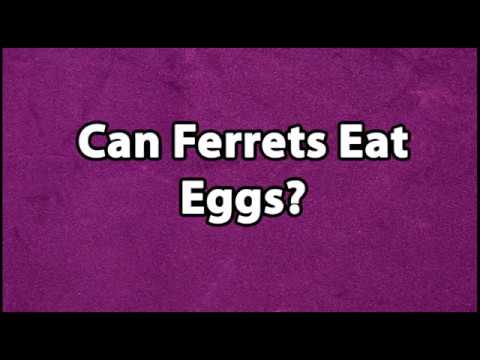 YouTube video about: Can ferrets eat boiled eggs?