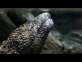 Japanese Giant Salamander - YouTube