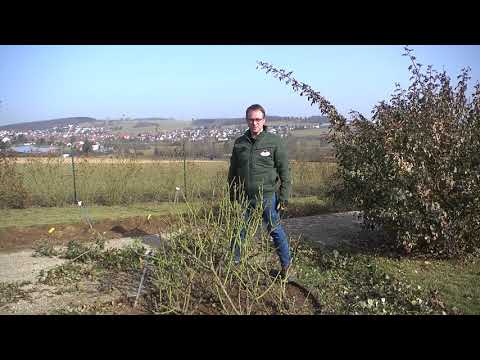 Rosenschnitt im Frühjahr - Strauchrosen