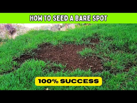 Seed & Repair BARE SPOTS In The Lawn: How To NEVER FAIL