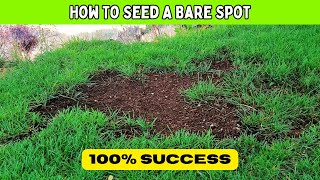 Seed & Repair BARE SPOTS In The Lawn: How To NEVER FAIL