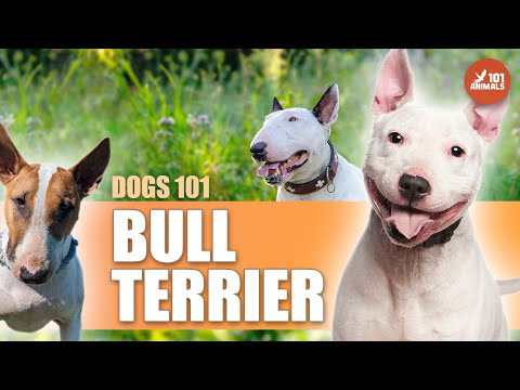 Bull Terrier 101 - The Loyal and Athletic Breed with a Unique Personality