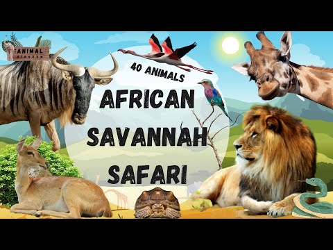 The Great Savannah Safari: Discovering Africa's Wildlife