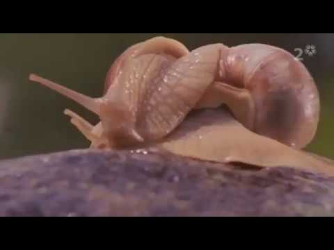 Svenska Dialektmysterier