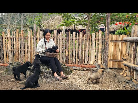 FULL VIDEO: The peaceful life of a country girl and her little dogs on a tranquil farm.