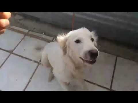 Viola - Hundegarten Serres e.V.