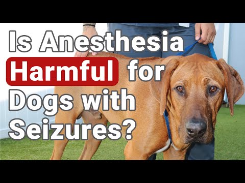 Is Anesthesia Harmful for Epileptic Dogs?