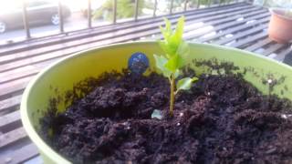 Finaly my plum tree is growing.YES