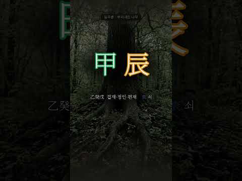 기름진 땅에 뿌리내린 나무 | 갑진(甲辰) 일주
