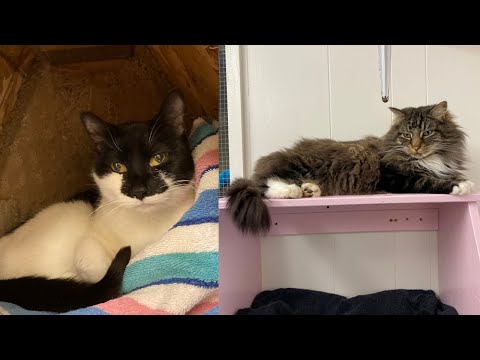 Sunita | Calder | Onsen @ cat shelter