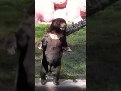 Bear #shorts #varshitha #ytshorts #varshitha229 #reels #animals #zoo #bear #varshithayalamasetti