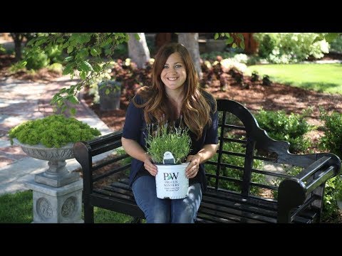 download lagu mp3 mp4 Lavender Rosea Plants, download lagu Lavender Rosea Plants gratis, unduh video klip Lavender Rosea Plants