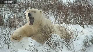 Polar Bear Tundra Buggy - 2022 Season Highlights
