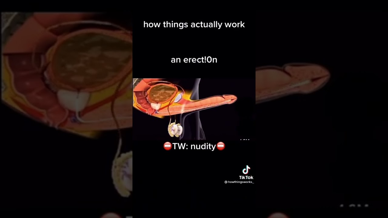 📍Como ocurre la erección del pene y la producción del semen(video explicativo)📍