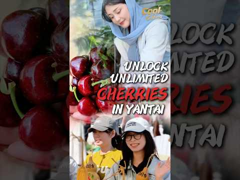 Experiencing Yantai's cherry season and rural vitality #coolchina