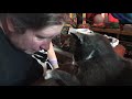 Grey Cat Attacks Owner