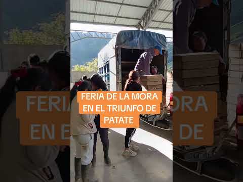 EN EL TRIUNFO, PARROQUIA DE PATATE, LOS PRODUCTORES DE MORA TIENEN SU FERIA DESDE LAS 16:00 #ecuador
