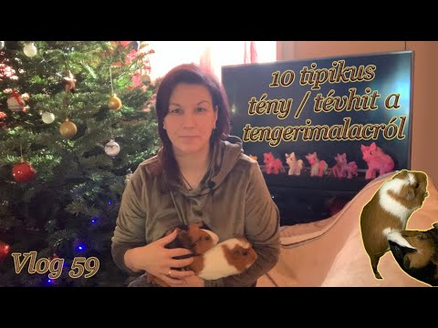 tetején fogyókúra disznó toll kövér beteg és majdnem halott súlycsökkenés