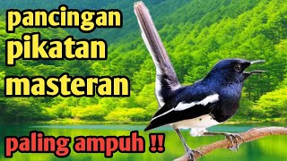 Download lagu Mp3 suara burung kacer, mp3 the sound of a kacer bird mp3