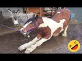 Horses Being Dramatic & Weird For 15 Minutes - Funniest and Cutest Horse Compilation 2023