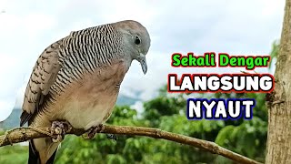 Download lagu The Best Turtle Dove Sounds for Luring mp3 Download lagu The Best Turtle Dove Sounds for Luring mp3
