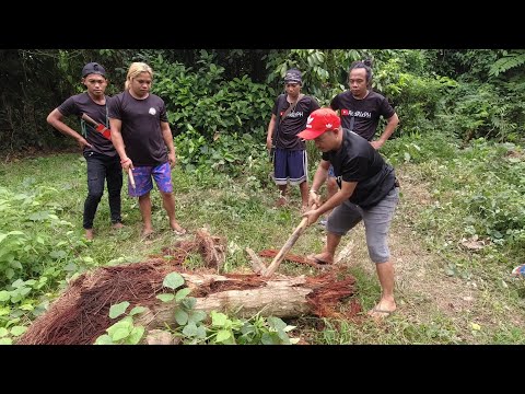 SE02EP46 - Pangunguha ng Coconut WORM (UOK) DUHAT at HALO-HALO | San Pablo City, Laguna