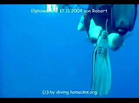 Weisspitzen Hochseehai